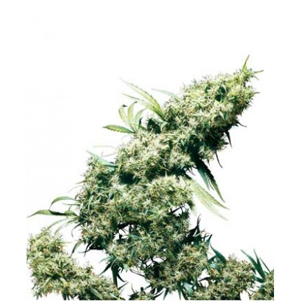 Jamaican Pearl